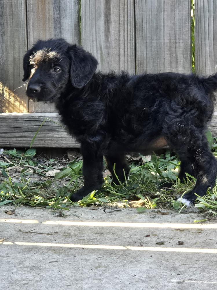 Whopper, Adoptable, Puppy Male Mixed Breed & Labradoodle.