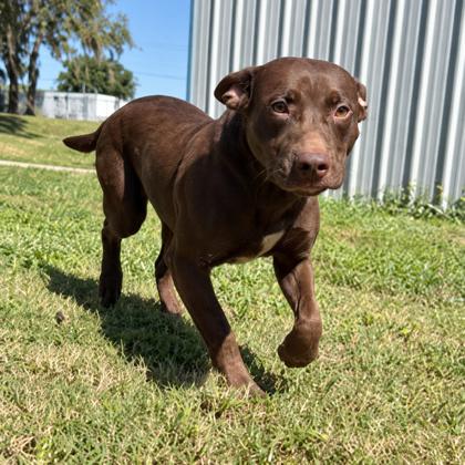 Bludger, Adoptable, Adult Male Labrador Retriever & Pit Bull Terrier.