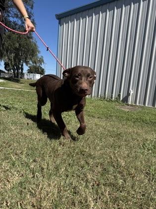 Enlarge Bludger, a Adoptable mixed breed in Inverness, FL image 2/2