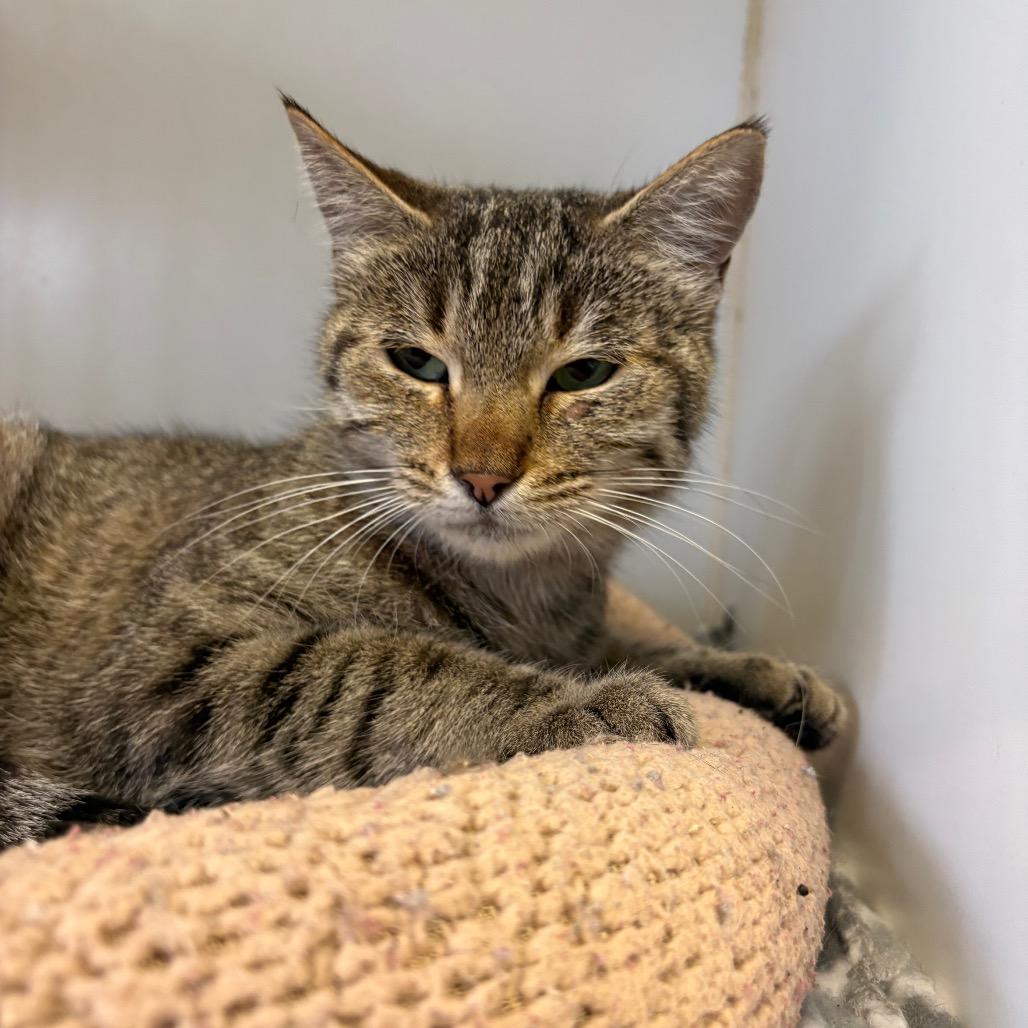 Enlarge Acorn, a ADOPTABLE Domestic Short Hair in Grass Valley, CA image 1/1