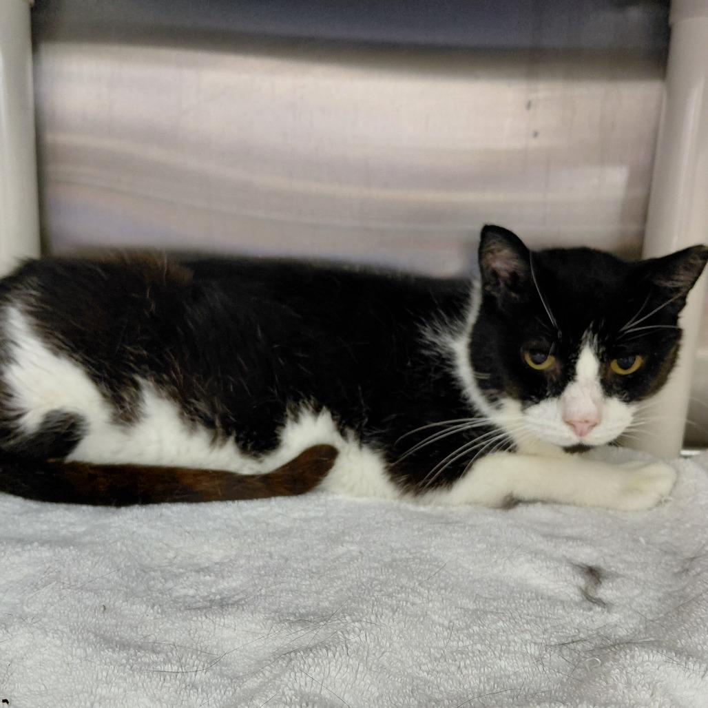 Enlarge Benny, a Adoptable Domestic Short Hair in Philadelphia, PA image 1/1