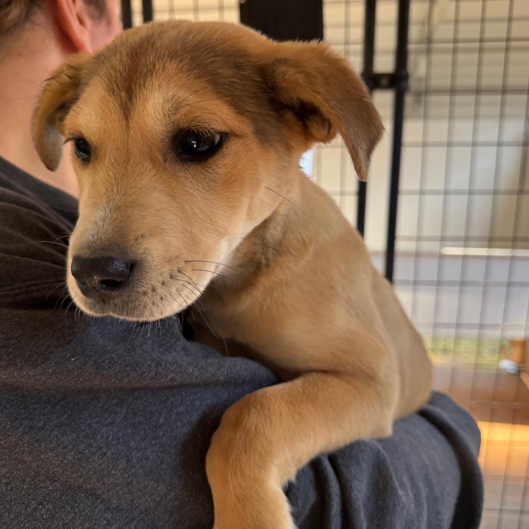 Enlarge Precious, a Adoptable Mixed Breed in Hamilton, GA image 1/5