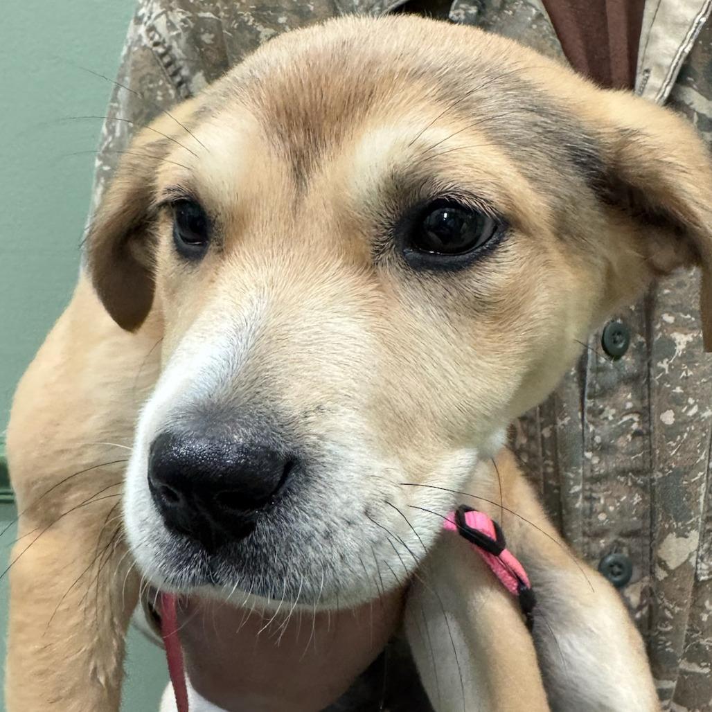 Enlarge Precious, a Adoptable Mixed Breed in Hamilton, GA image 3/5