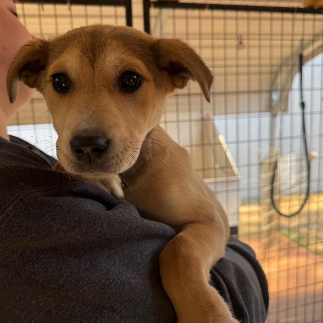 Enlarge Precious, a Adoptable Mixed Breed in Hamilton, GA image 4/5