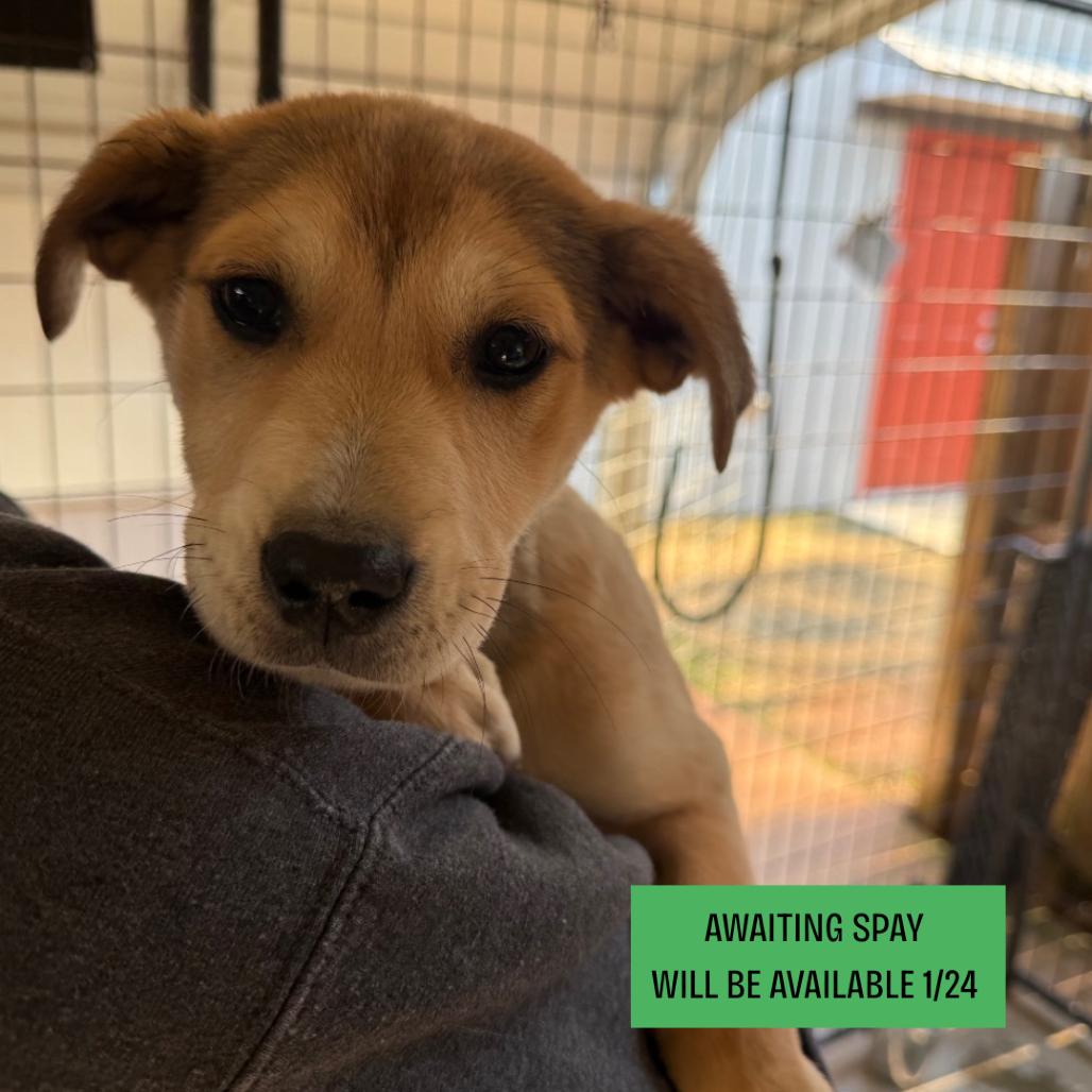 Enlarge Precious, a Adoptable Mixed Breed in Hamilton, GA image 5/5