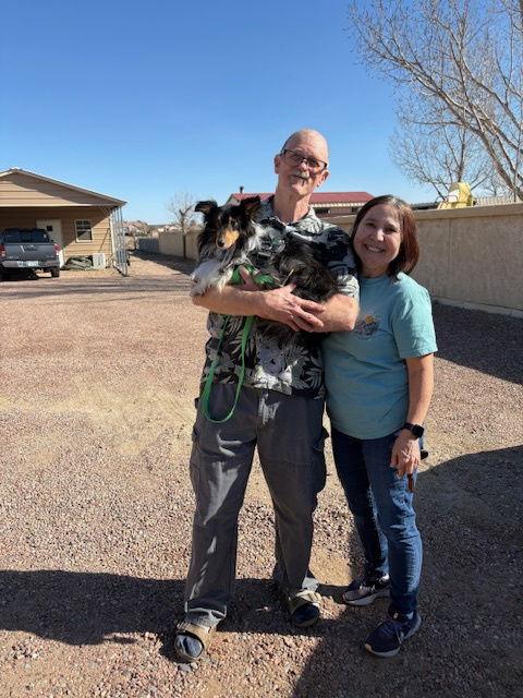 Scotch, Adopted, Young Male Shetland Sheepdog / Sheltie.