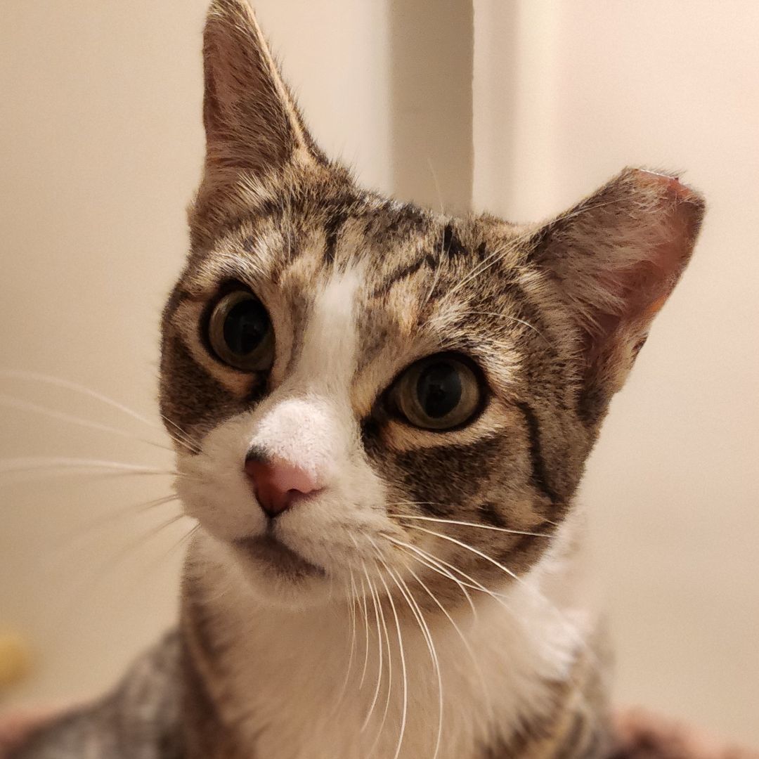 Faline, Adoptable, Adult Female Domestic Short Hair & Tabby.