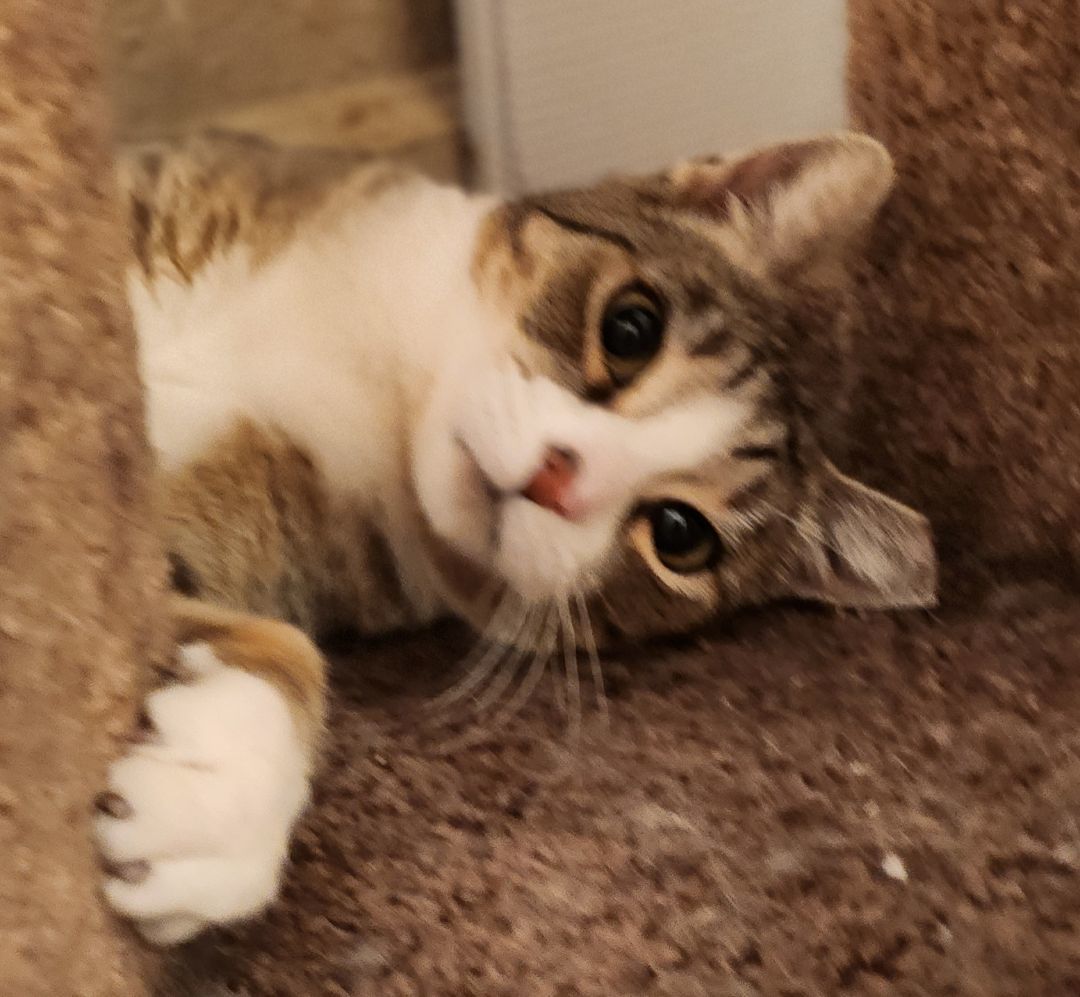 Enlarge Faline, a Adoptable mixed breed in Stockton, CA image 2/6