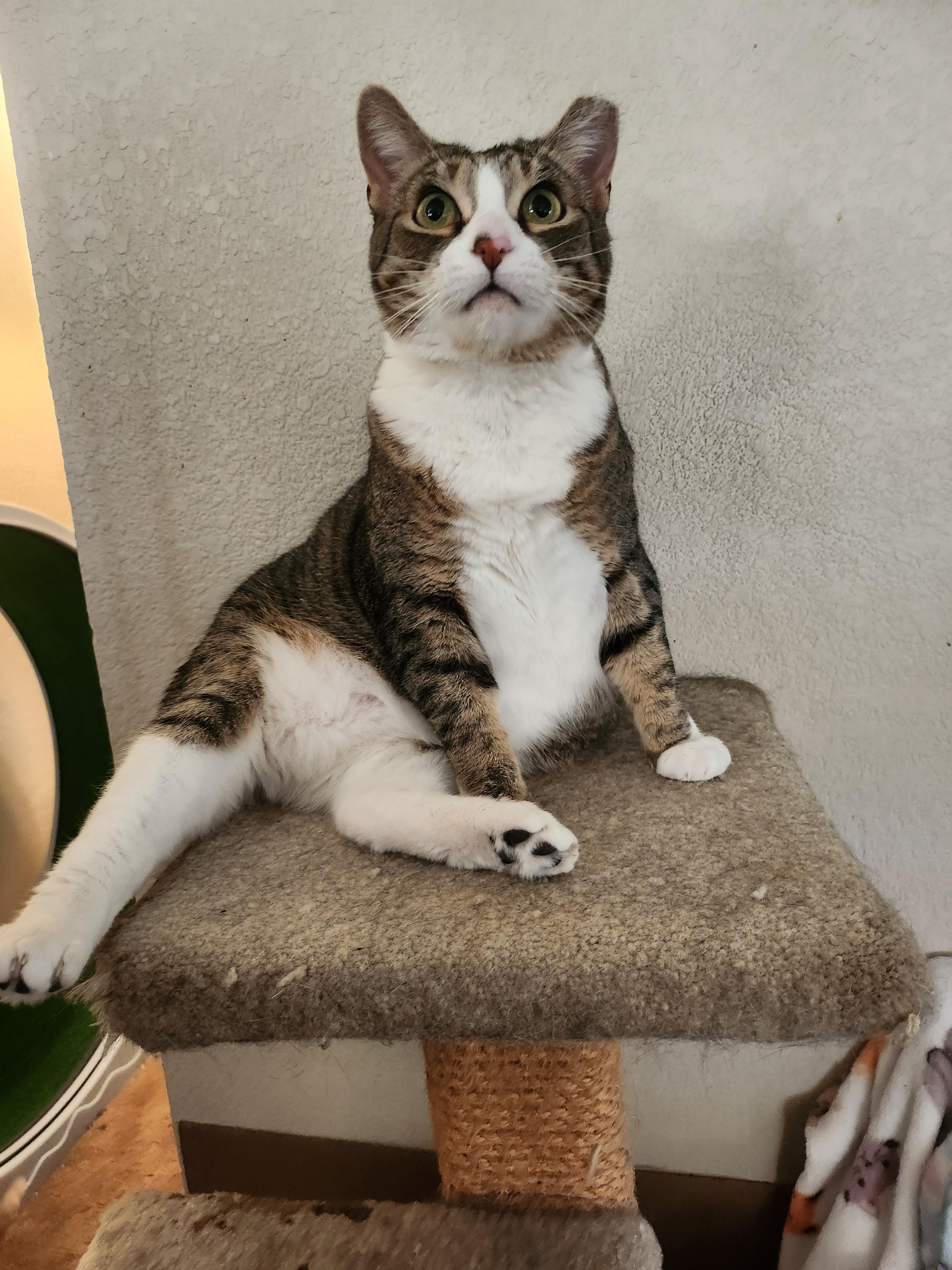 Enlarge Faline, a Adoptable mixed breed in Stockton, CA image 2/4