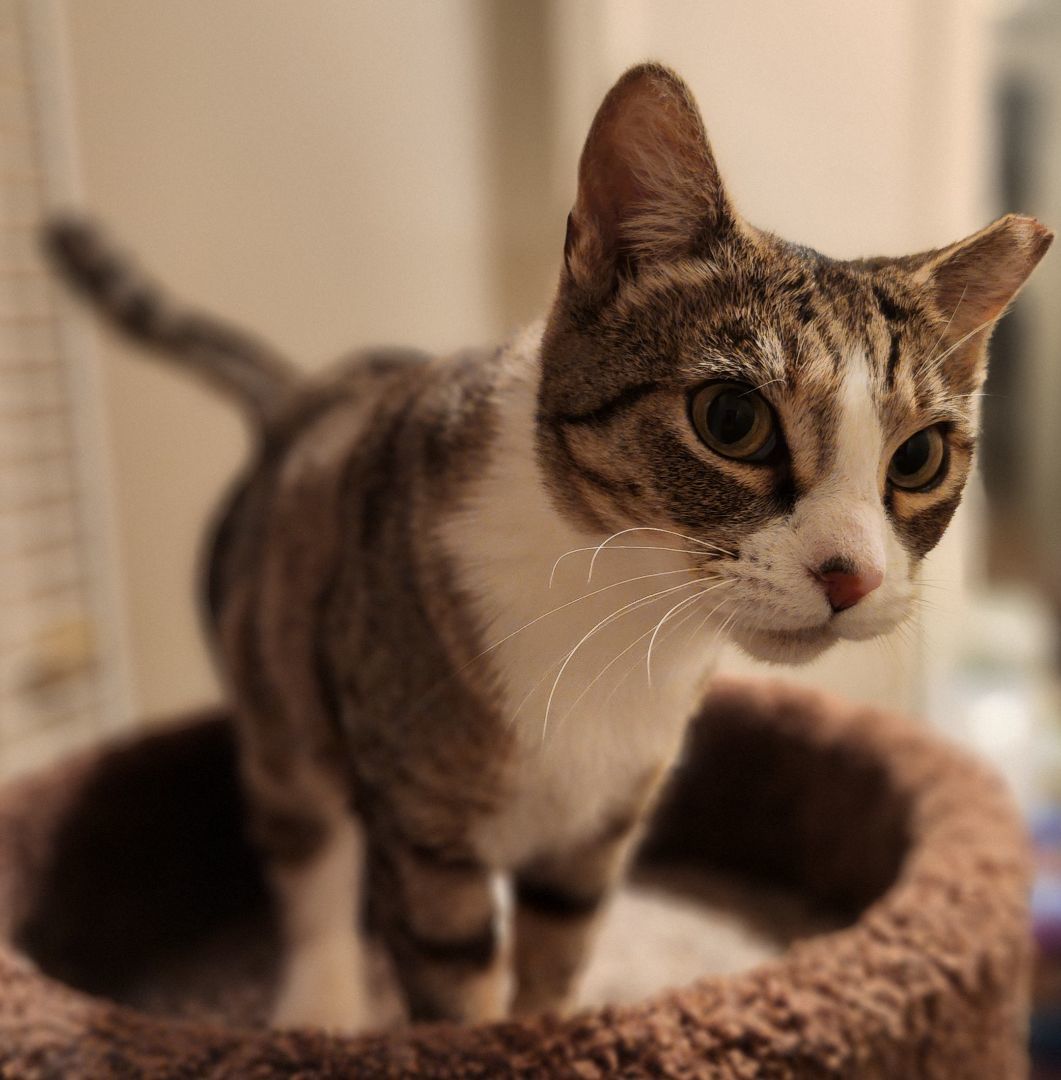 Enlarge Faline, a Adoptable mixed breed in Stockton, CA image 3/6