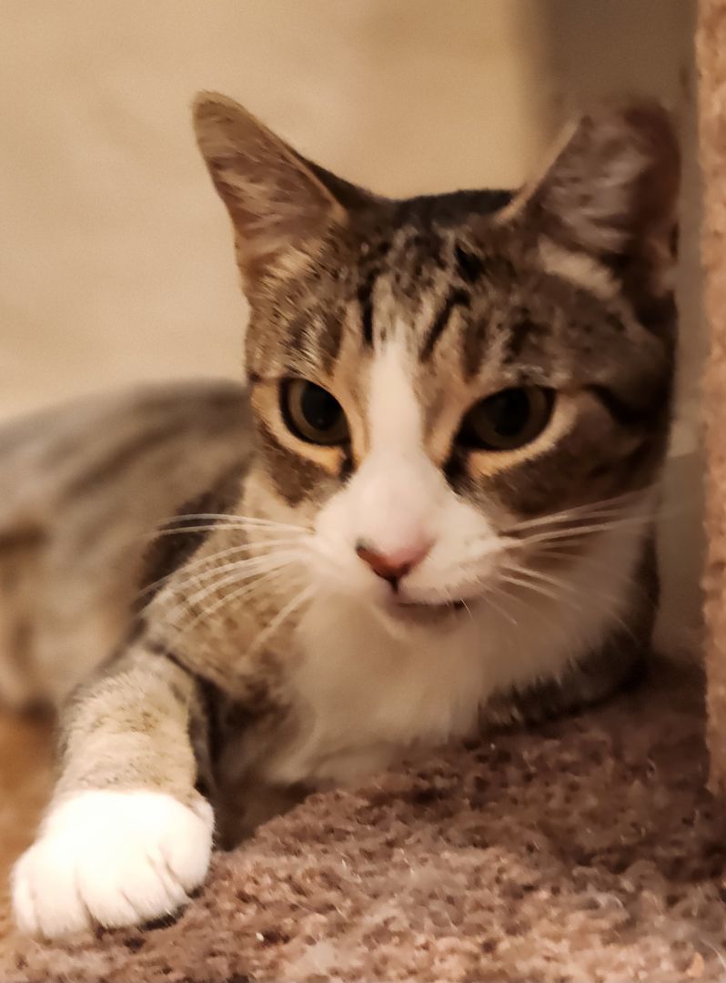 Enlarge Faline, a Adoptable mixed breed in Stockton, CA image 4/6