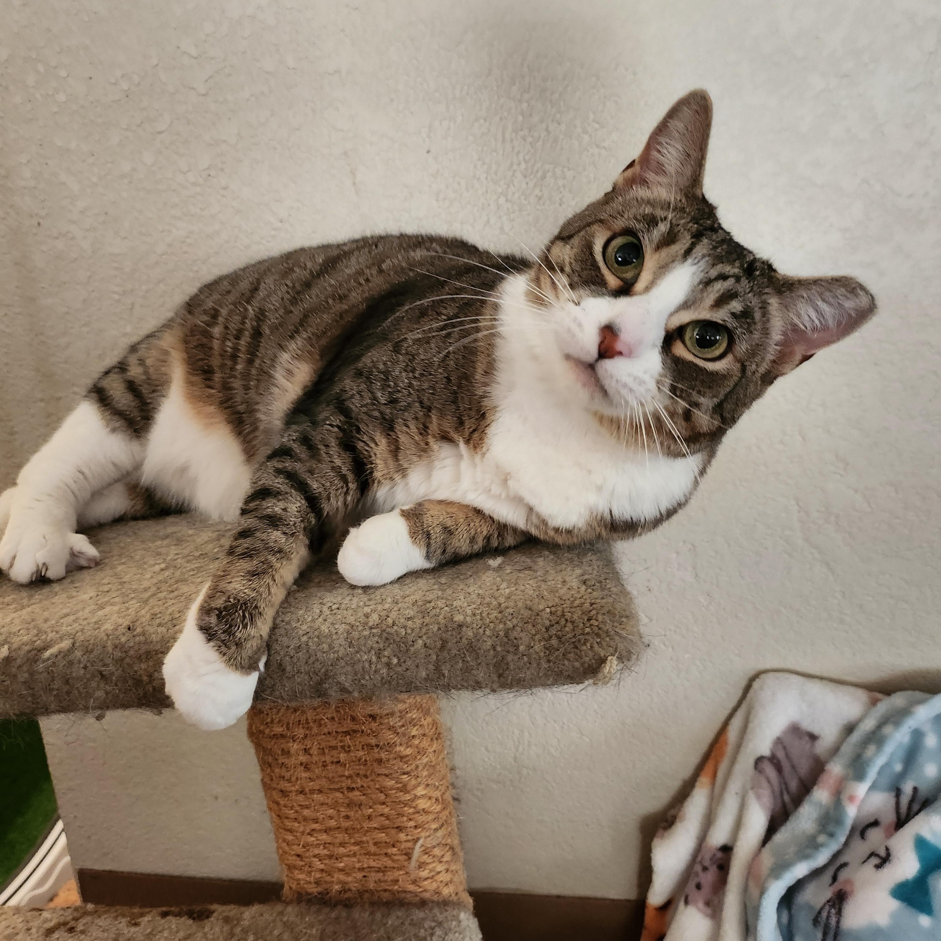 Enlarge Faline, a Adoptable mixed breed in Stockton, CA image 3/4