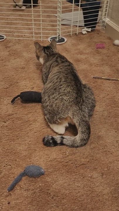 Enlarge Faline, a Adoptable mixed breed in Stockton, CA video 6/6