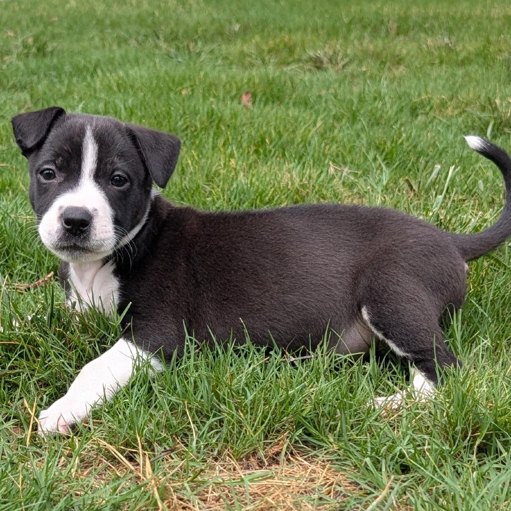 Coconut, Adoptable, Puppy Female Pit Bull Terrier & Mixed Breed.