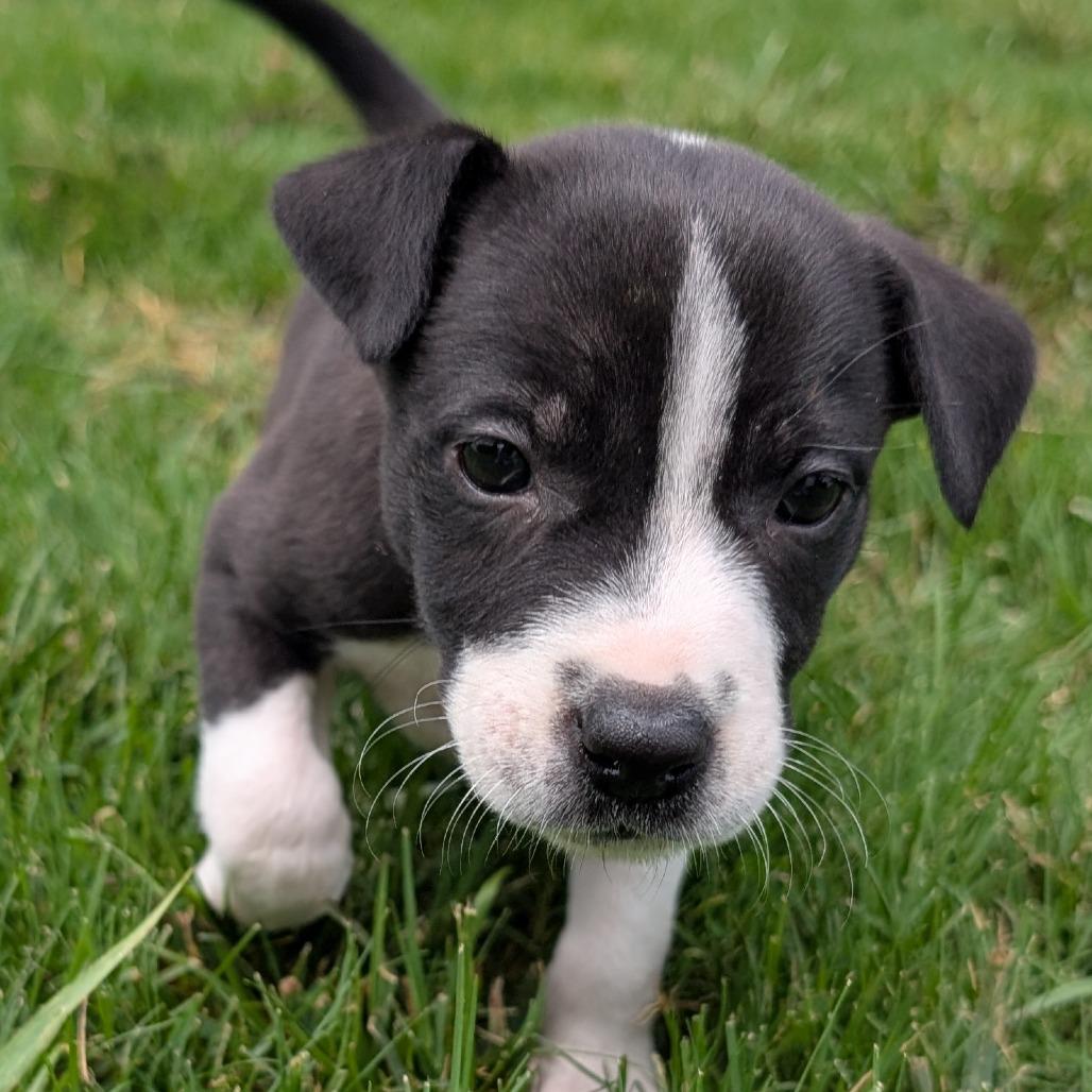 Coconut, a Adoptable mixed breed in Durham, NC image 2/4