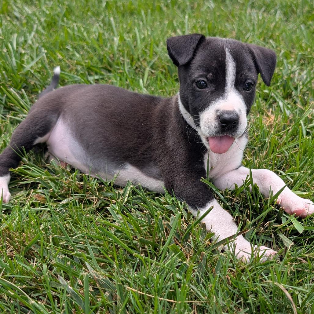Coconut, a Adoptable mixed breed in Durham, NC image 3/4