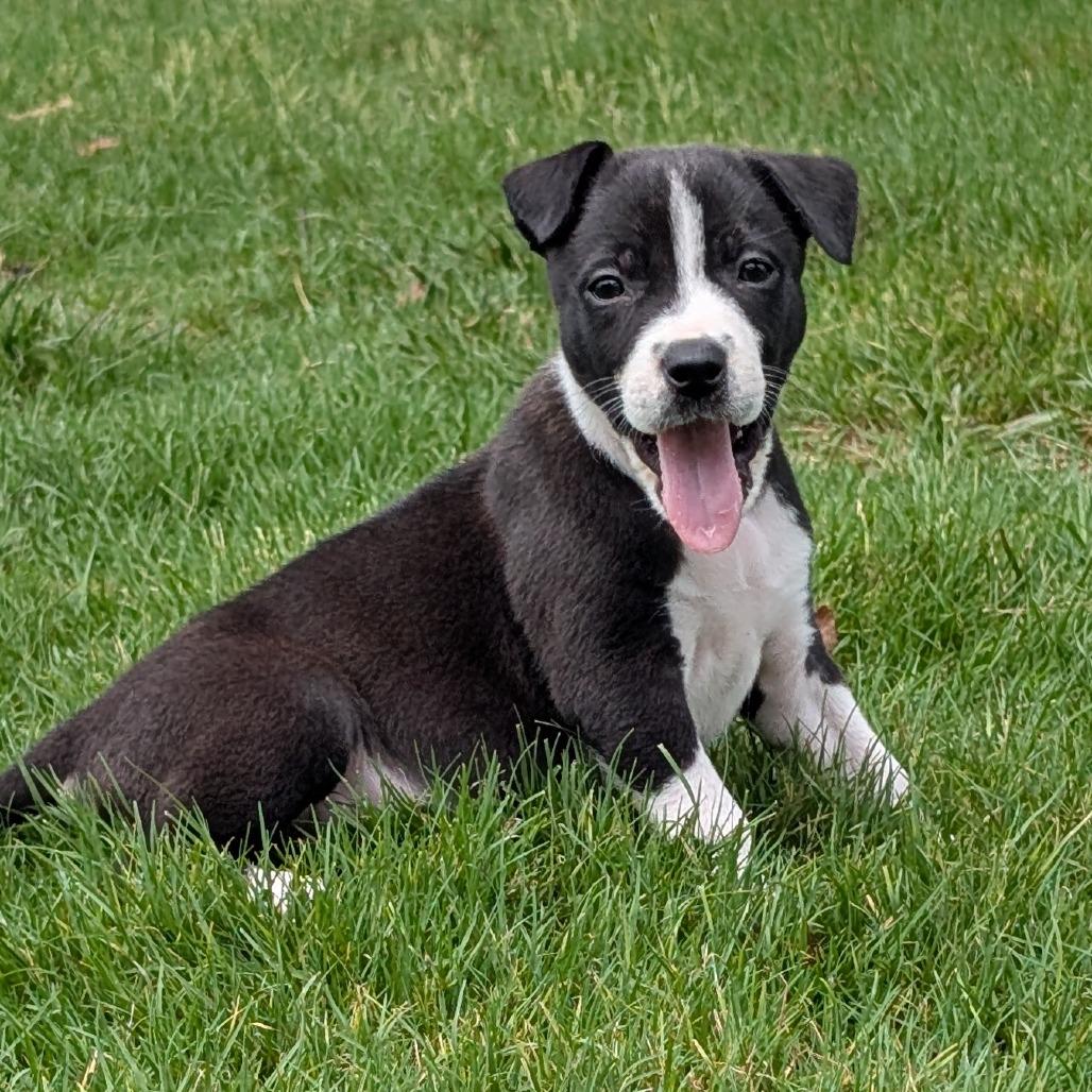 Coconut, a Adoptable mixed breed in Durham, NC image 4/4