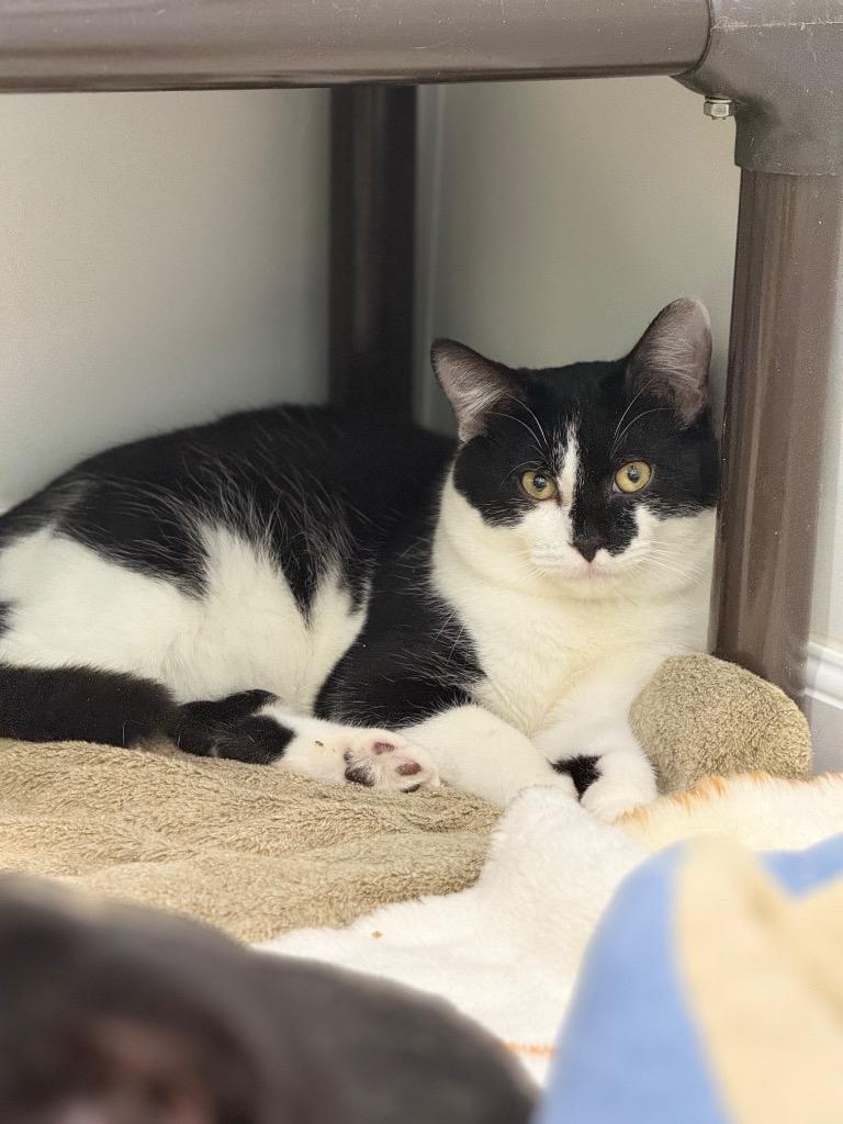 Travis, Adoptable, Young Male Domestic Short Hair.