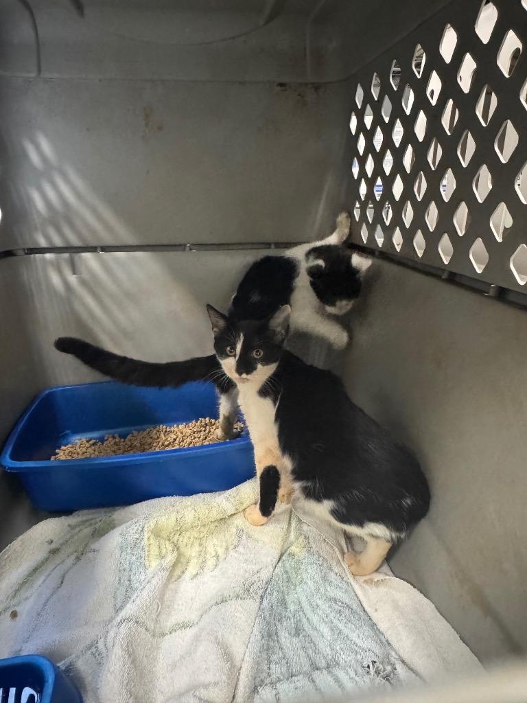 Enlarge Travis, a Adoptable mixed breed in Danielsville, GA image 2/4