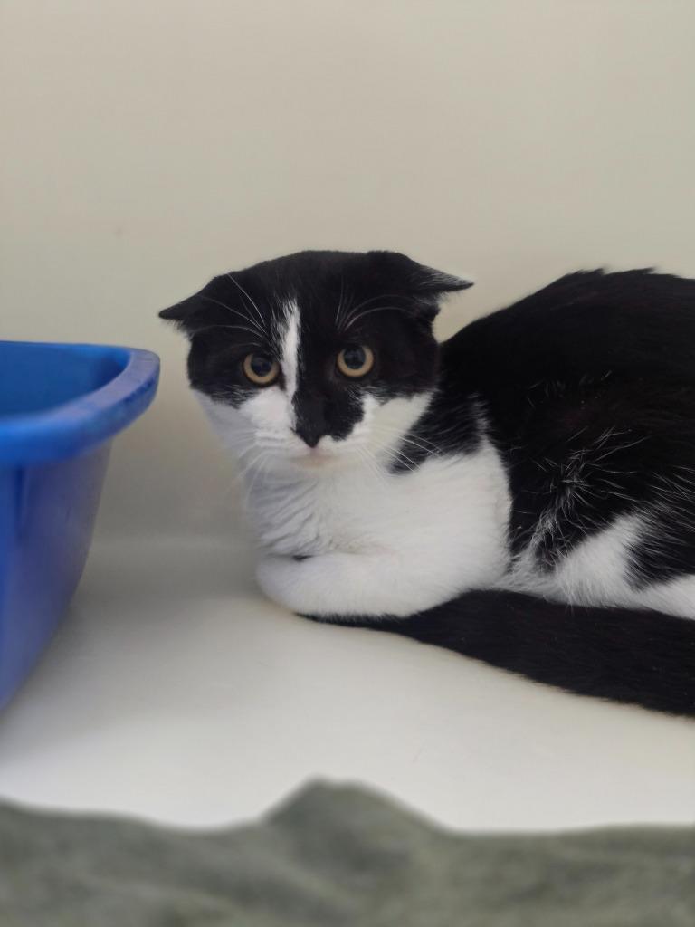 Enlarge Travis, a Adoptable mixed breed in Danielsville, GA image 3/4