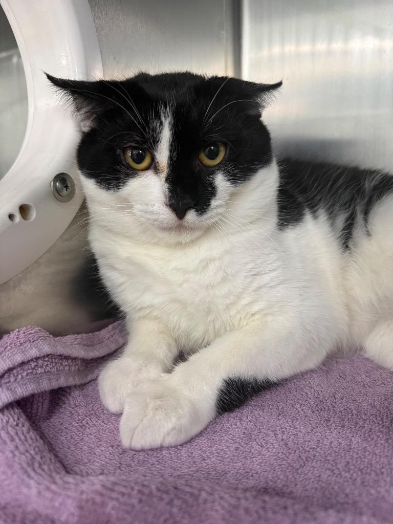 Enlarge Travis, a Adoptable mixed breed in Danielsville, GA image 4/4