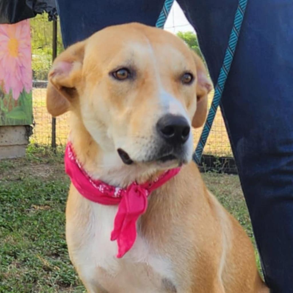 Reese JuM, Adoptable, Adult Female Anatolian Shepherd & Yellow Labrador Retriever.