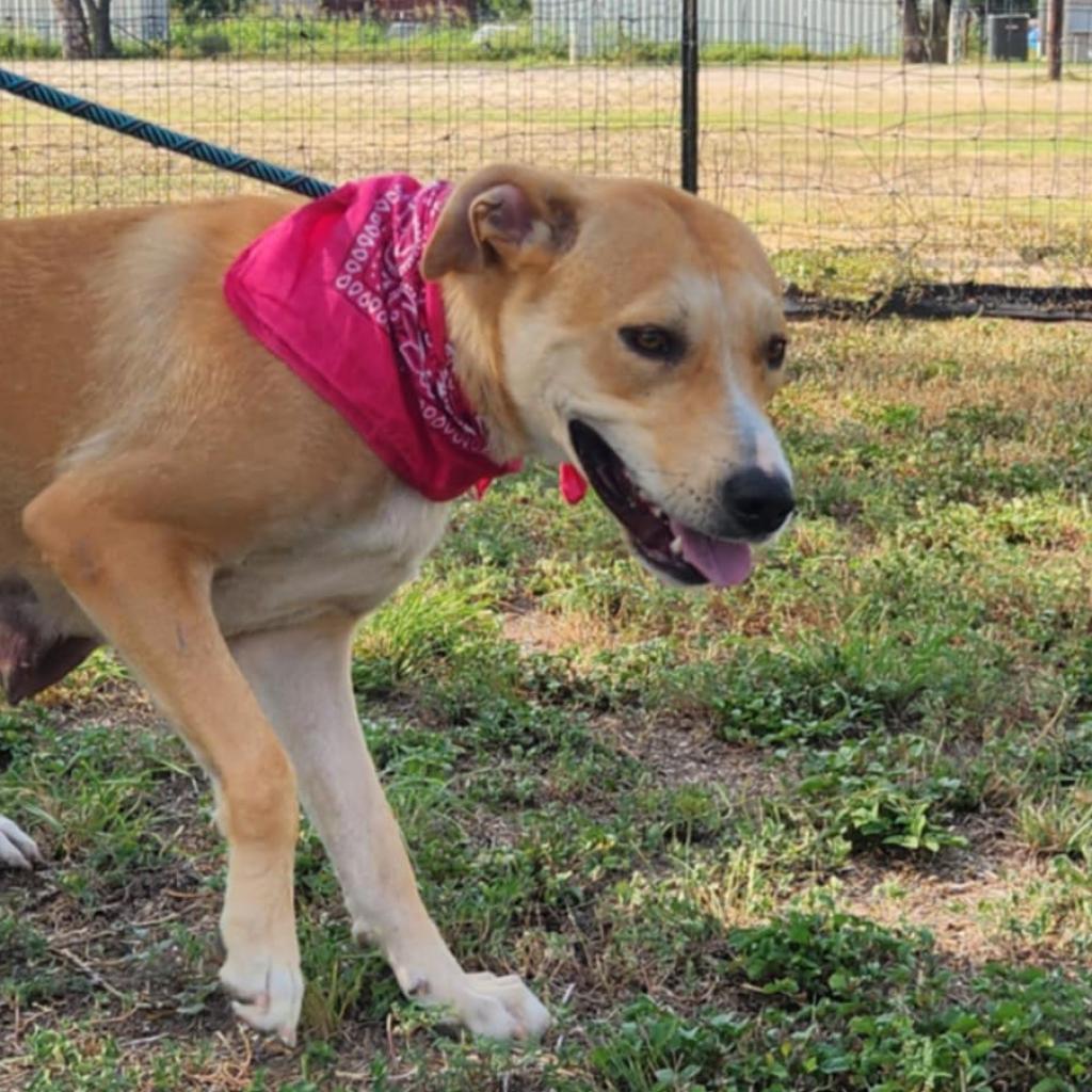 Reese JuM, a Adoptable mixed breed in Jacksonville, FL image 2/6