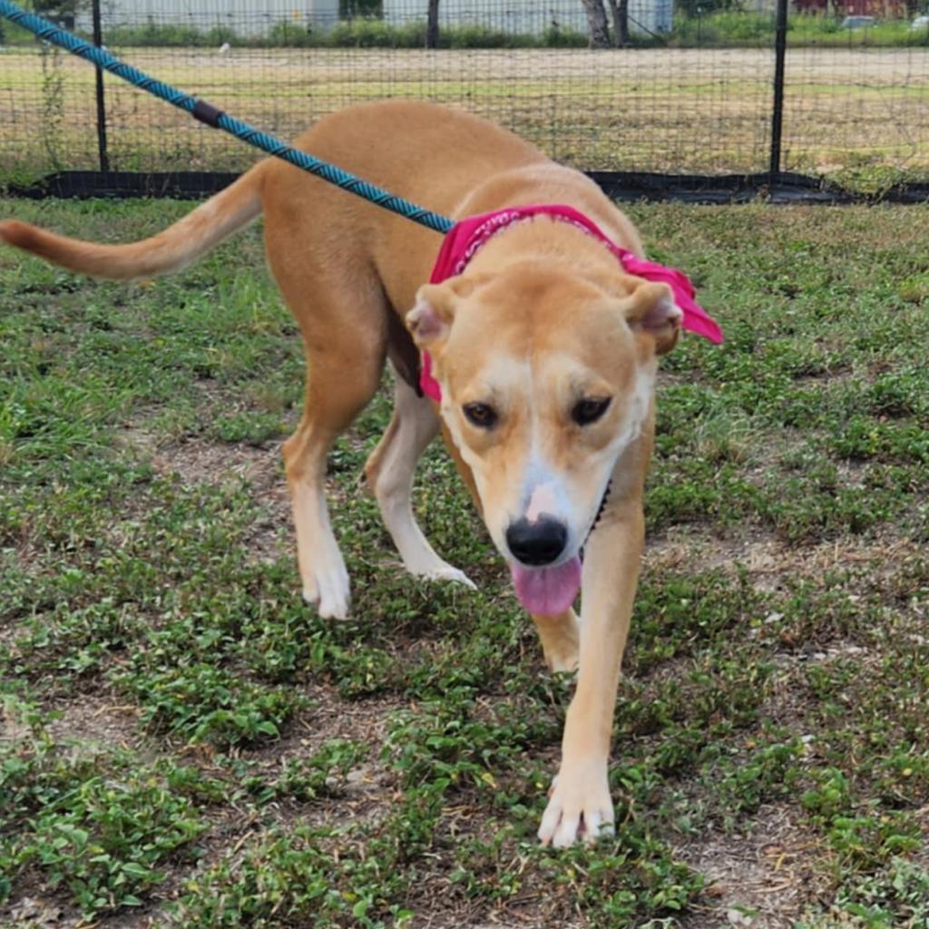 Reese JuM, a Adoptable mixed breed in Jacksonville, FL image 3/6