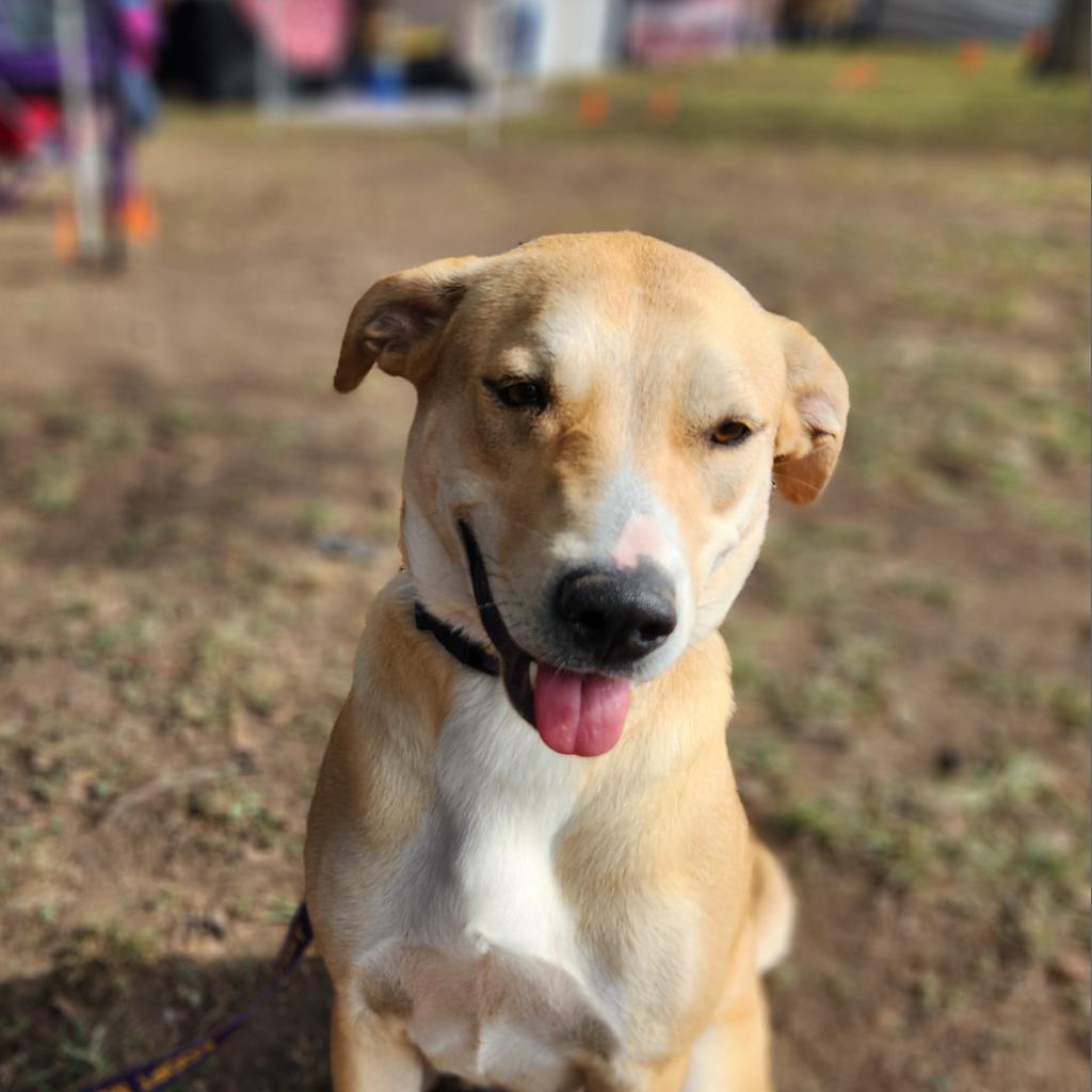 Reese JuM, a Adoptable mixed breed in Jacksonville, FL image 4/6