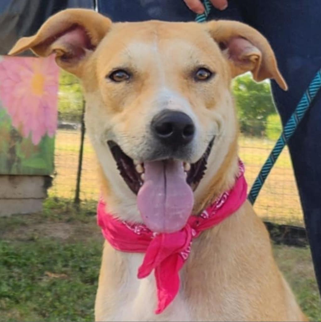 Reese JuM, a Adoptable mixed breed in Jacksonville, FL image 5/6