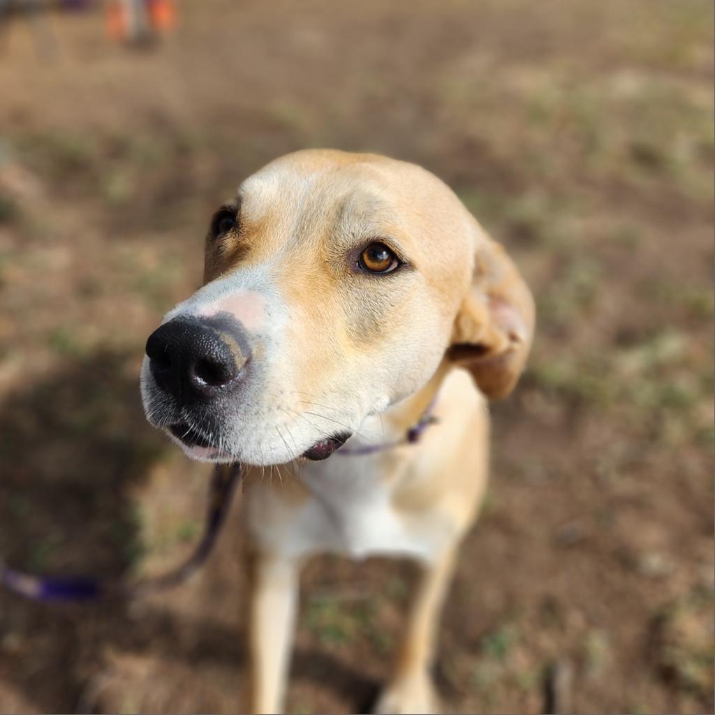 Reese JuM, a Adoptable mixed breed in Jacksonville, FL image 6/6