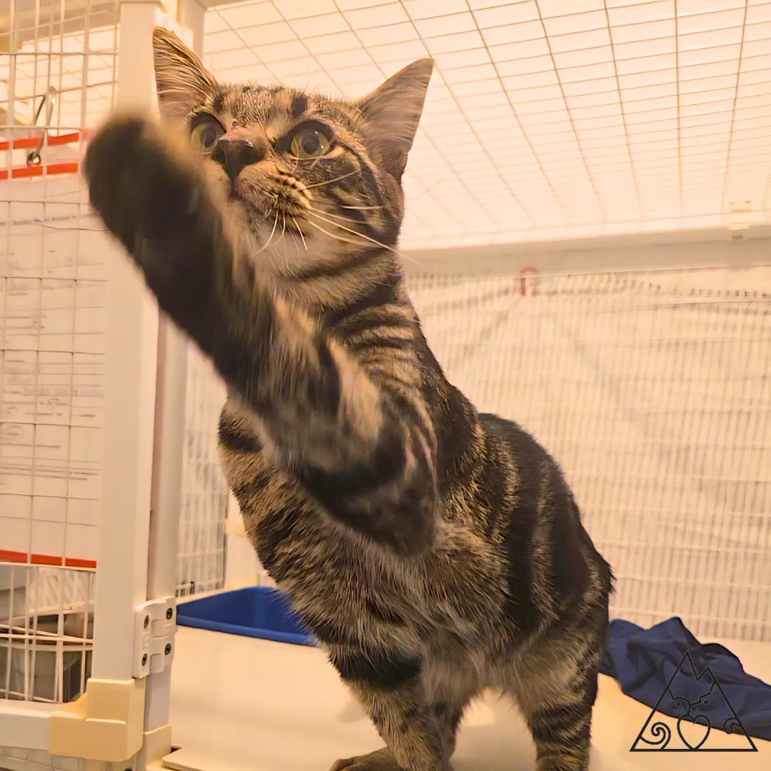 Lantz, adopted, Young Male Domestic Short Hair.