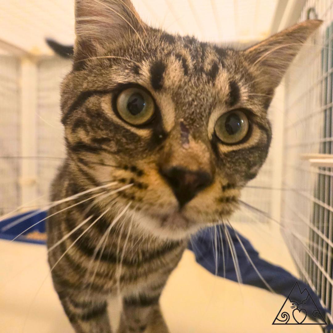 Enlarge Lantz, an adopted Domestic Short Hair in Douglas, WY image 2/2