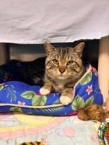 Enlarge Ainsbury, a ADOPTABLE Domestic Short Hair in Whitby, ON image 1/1