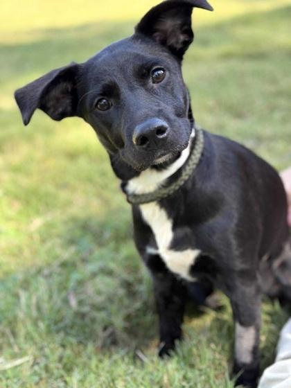 Lemmy, a Adoptable mixed breed in Malvern, PA image 1/3