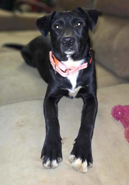 Enlarge Lemmy, a Adoptable mixed breed in Malvern, PA image 2/3