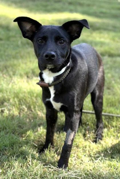 Lemmy, a Adoptable mixed breed in Malvern, PA image 2/3