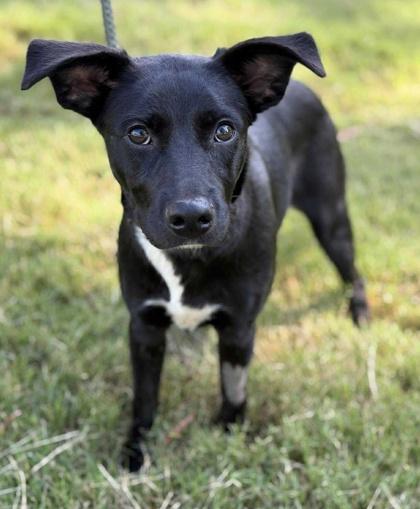 Lemmy, a Adoptable mixed breed in Malvern, PA image 3/3