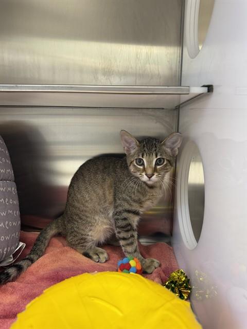 GEO, Adoptable, Kitten Male Domestic Short Hair.