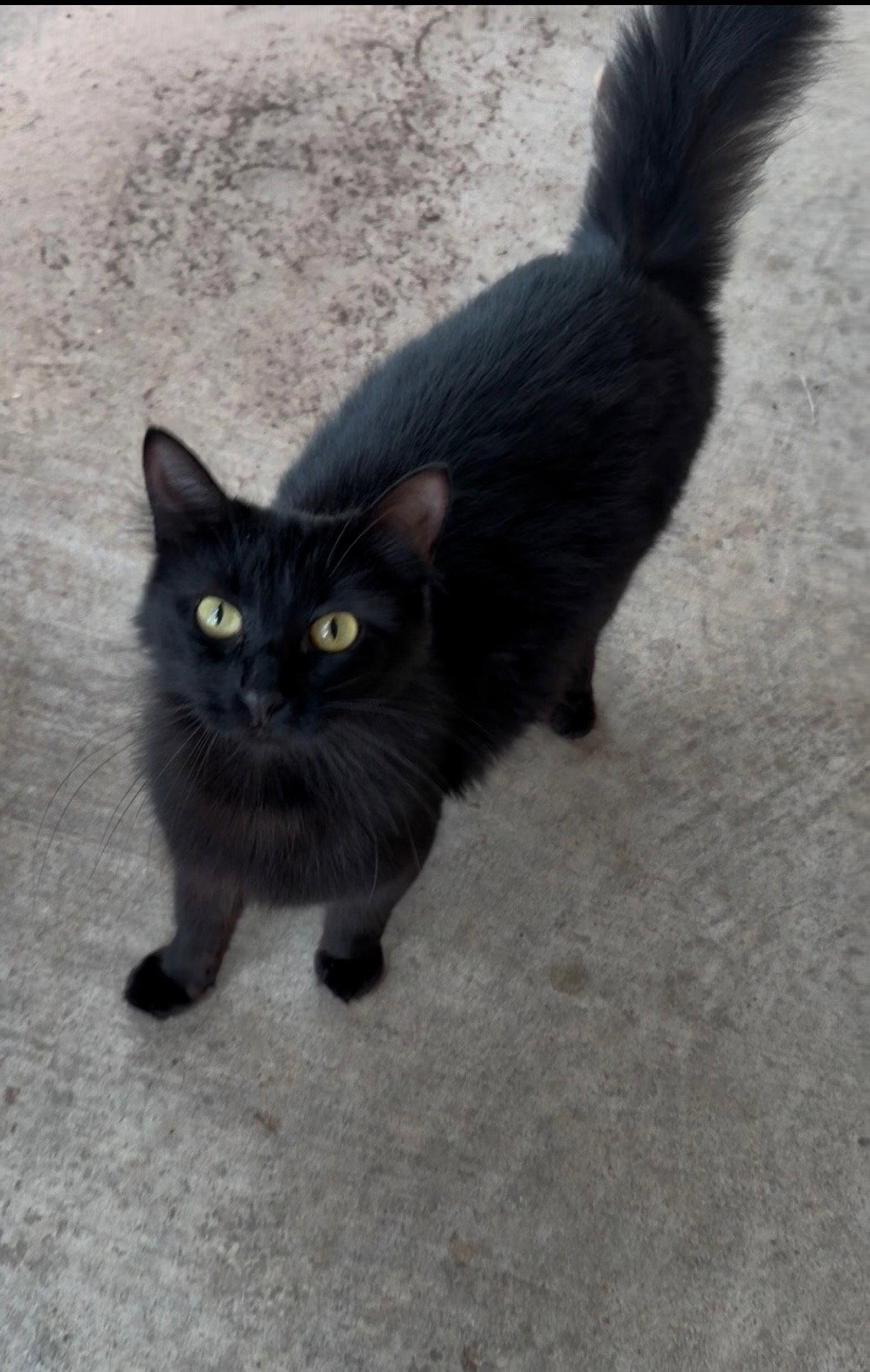 Enlarge Jade, a Adopted Domestic Short Hair in Pineville, LA image 1/1