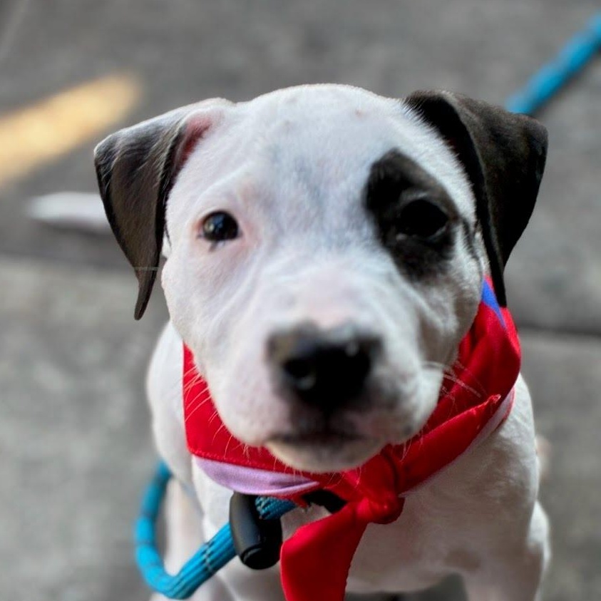 Oreo, ADOPTABLE, Young Female American Staffordshire Terrier.