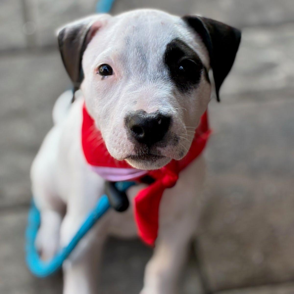 Enlarge Oreo, a ADOPTABLE mixed breed in Myrtle Beach, SC image 2/2