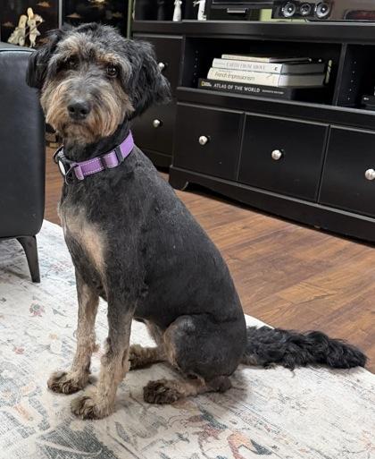 Quinn, Adoptable, Young Female Standard Poodle & Australian Shepherd.