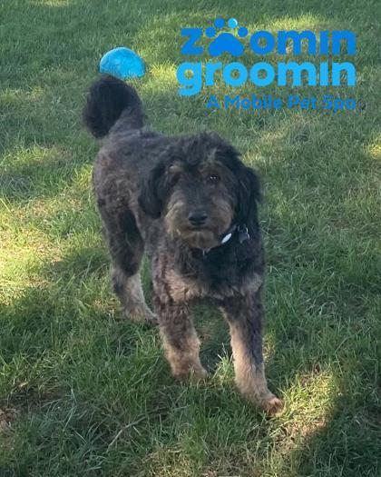 Quinn, a Adoptable mixed breed in Burlington, WI image 1/2