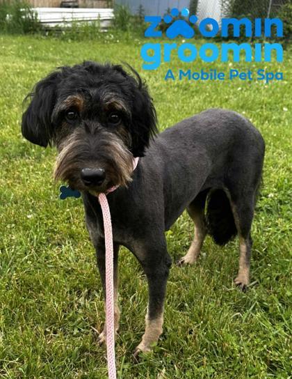 Quinn, a Adoptable mixed breed in Burlington, WI image 2/2