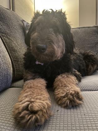 Quinn, a Adoptable mixed breed in Burlington, WI image 2/3