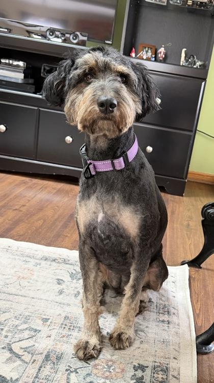 Quinn, a Adoptable mixed breed in Burlington, WI image 3/3