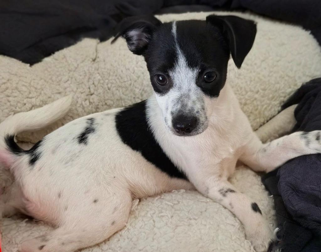 Jolly, Adoptable, Puppy Female Terrier.