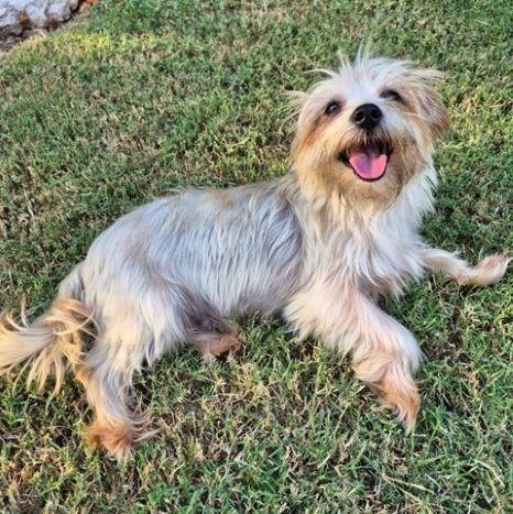 Angeleena, an adoptable Morkie in Tulsa, OK, 74135 | Photo Image 2