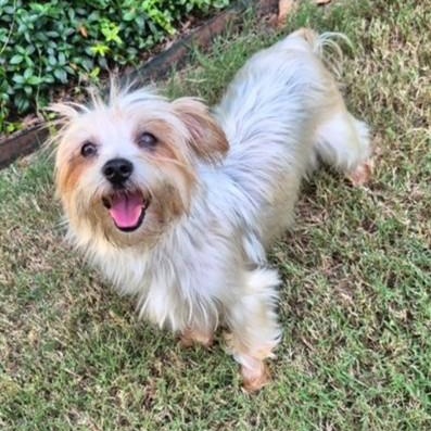 Angeleena, an adoptable Morkie in Tulsa, OK, 74135 | Photo Image 1